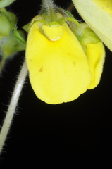 Calceolaria umbellata
