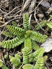 Polemonium pulcherrimum