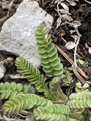 Polemonium pulcherrimum