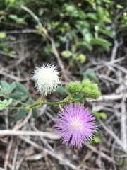Mimosa velloziana