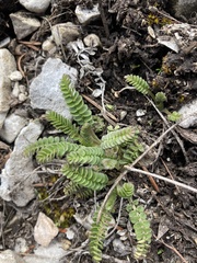Polemonium pulcherrimum