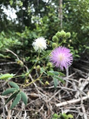 Mimosa velloziana