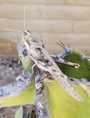 Schistocerca nitens