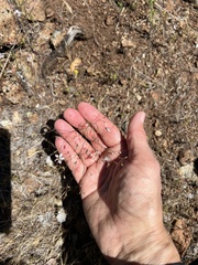 Hesperolinon disjunctum