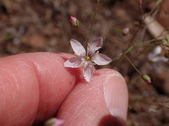 Hesperolinon disjunctum