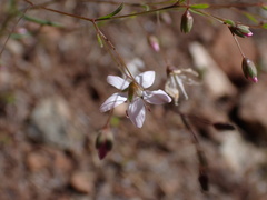 Hesperolinon disjunctum