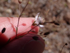 Hesperolinon disjunctum