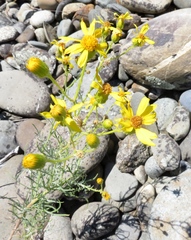 Senecio flaccidus douglasii