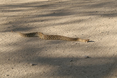 Crotalus molossus oaxacus