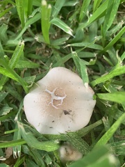 Marasmius nigrodiscus