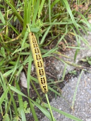 Lepidoptera