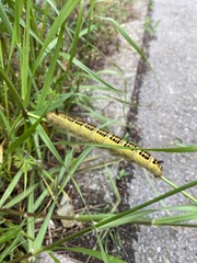 Lepidoptera