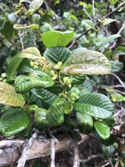 Davilla rugosa