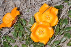 Philibertia lysimachioides