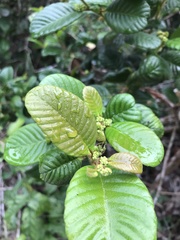 Davilla rugosa