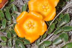 Philibertia lysimachioides