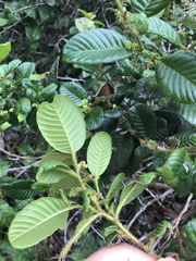 Davilla rugosa