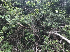 Davilla rugosa
