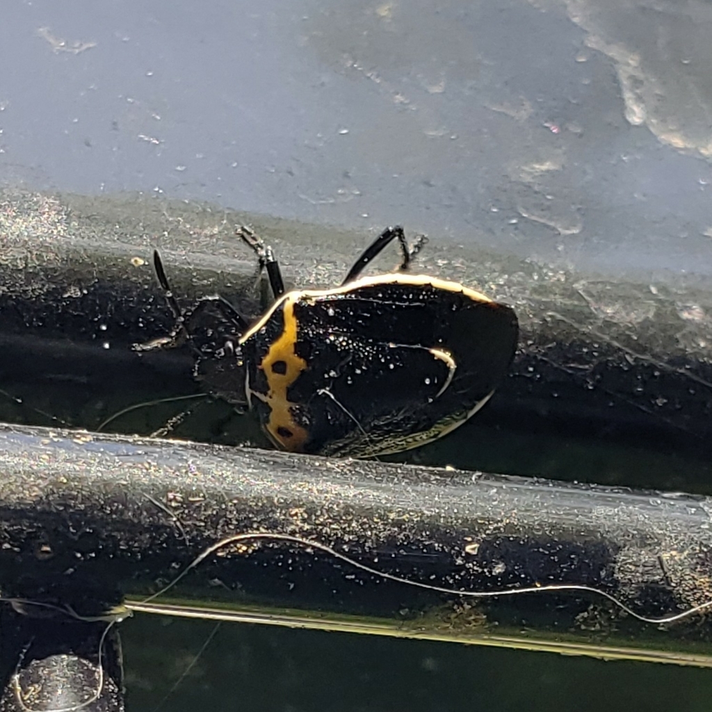 Hedge Nettle Stink Bug