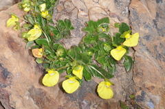 Calceolaria glacialis