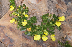 Calceolaria glacialis