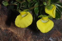 Calceolaria glacialis