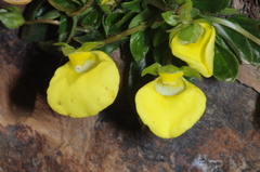 Calceolaria glacialis
