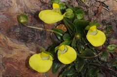 Calceolaria glacialis