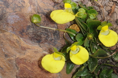 Calceolaria glacialis