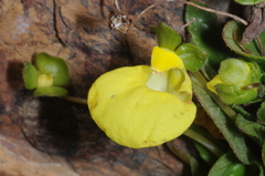 Calceolaria glacialis
