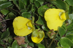 Calceolaria glacialis