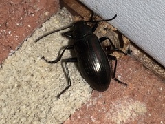 Tarpela micans