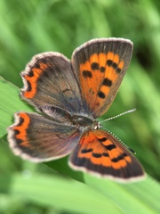 Lycaena phlaeas daimio