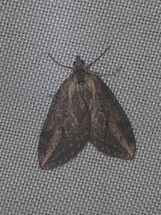 Chesias isabella