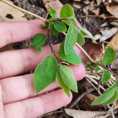 Lonicera praeflorens