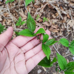 Philadelphus tenuifolius