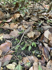 Takydromus tachydromoides