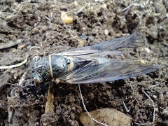 Cicadatra atra