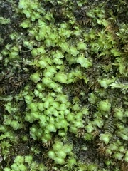 Scapania irrigua