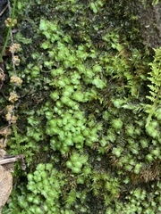 Scapania irrigua