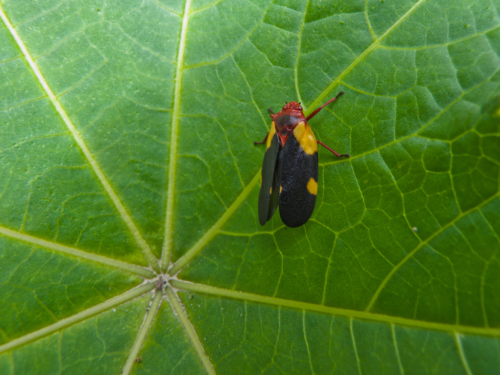 Sphenorhina jacobii