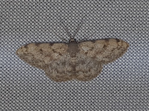 Glossotrophia rufomixtaria