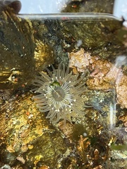 Aulactinia incubans