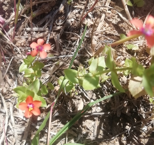 scarlet pimpernel