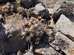 Dudleya virens hassei