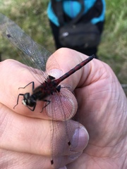 Leucorrhinia borealis