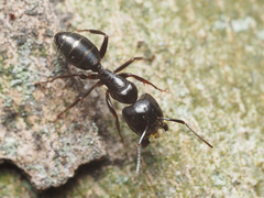 Camponotus caryae