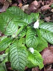 Sinningia richii