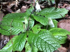 Sinningia richii