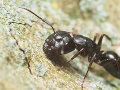 Camponotus caryae